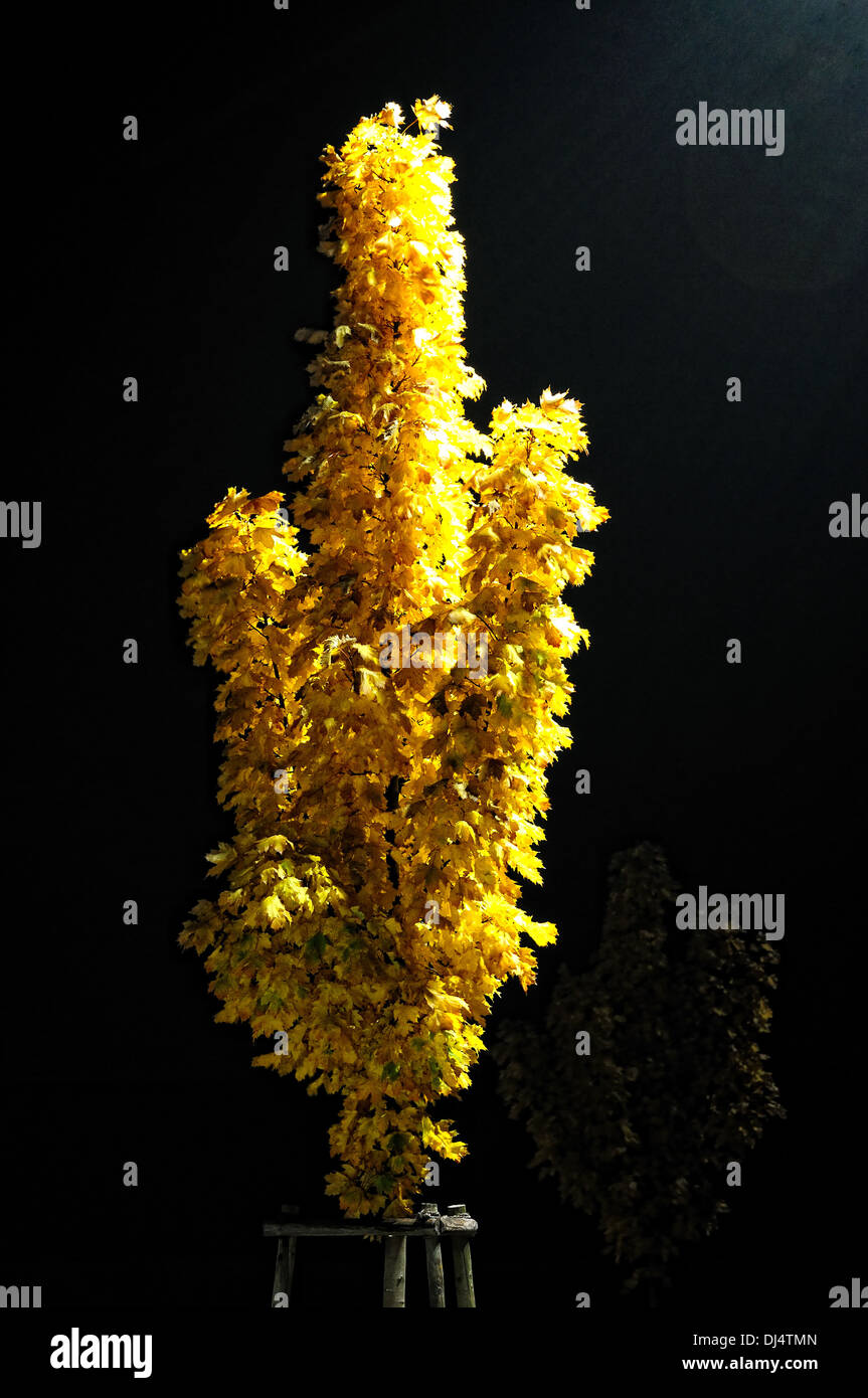 Maple trees in the spotlight Stock Photo
