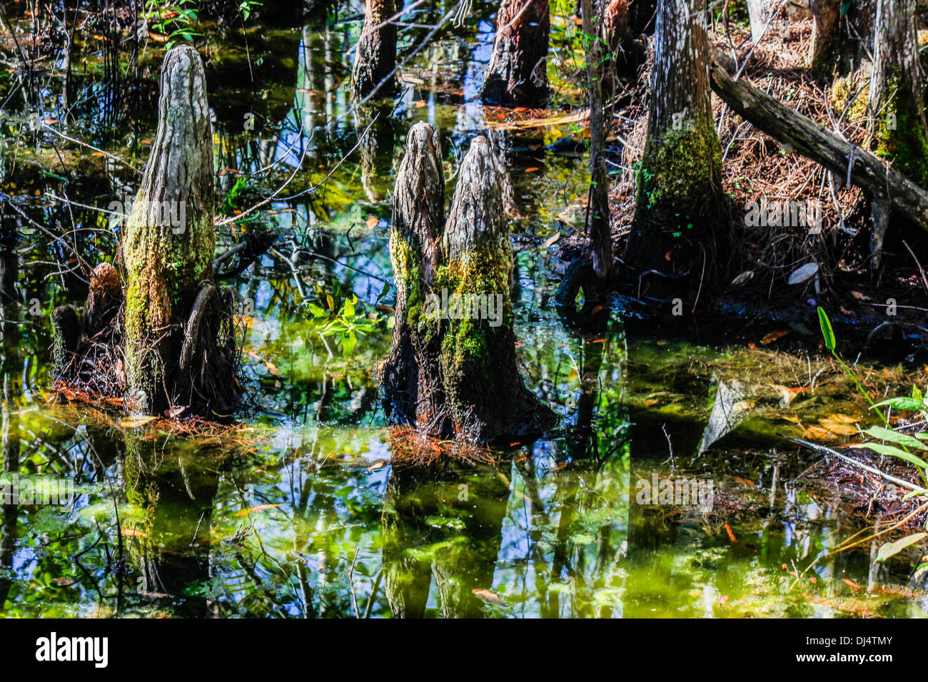 Bald cypress trees and cypress knees. Florida wetlands Stock Photo Alamy