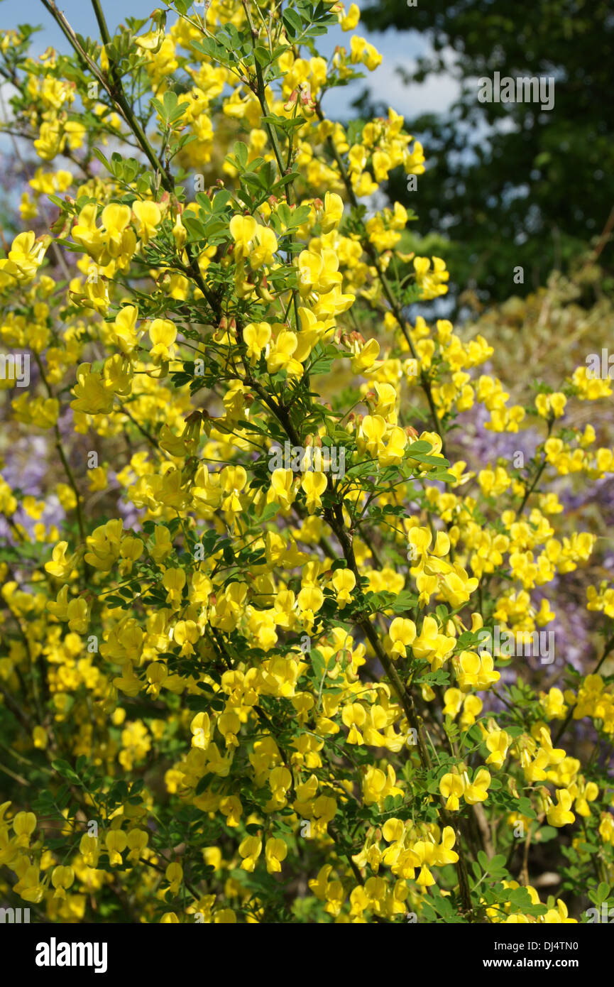 Shrub Vetch Stock Photo