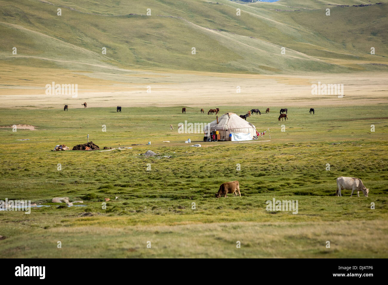 Farm animals pasturing near yurt Stock Photo