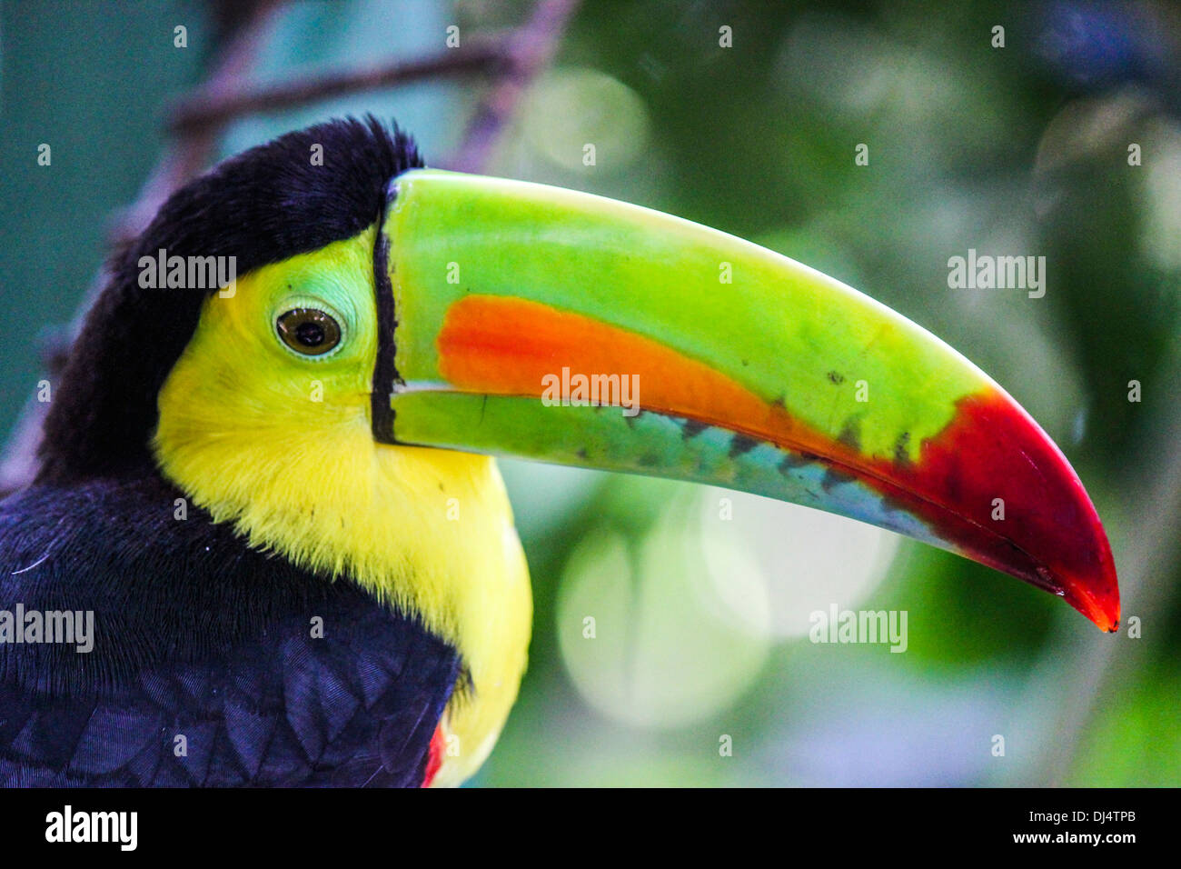 Close-up of a keel-billed toucan (Ramphastos sulfuratus) Stock Photo