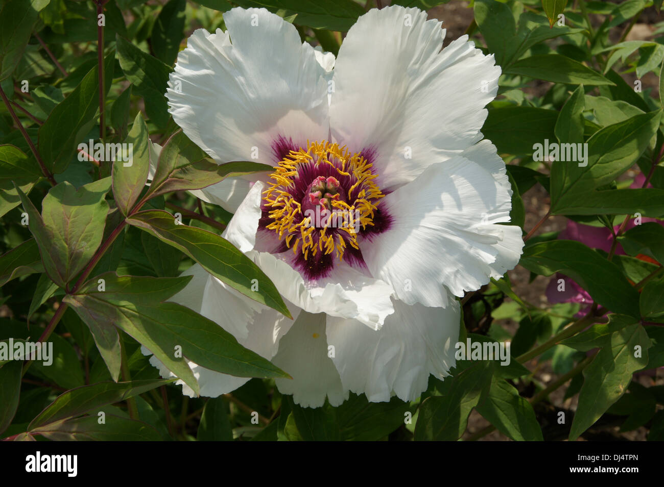Shrub Peony Stock Photo