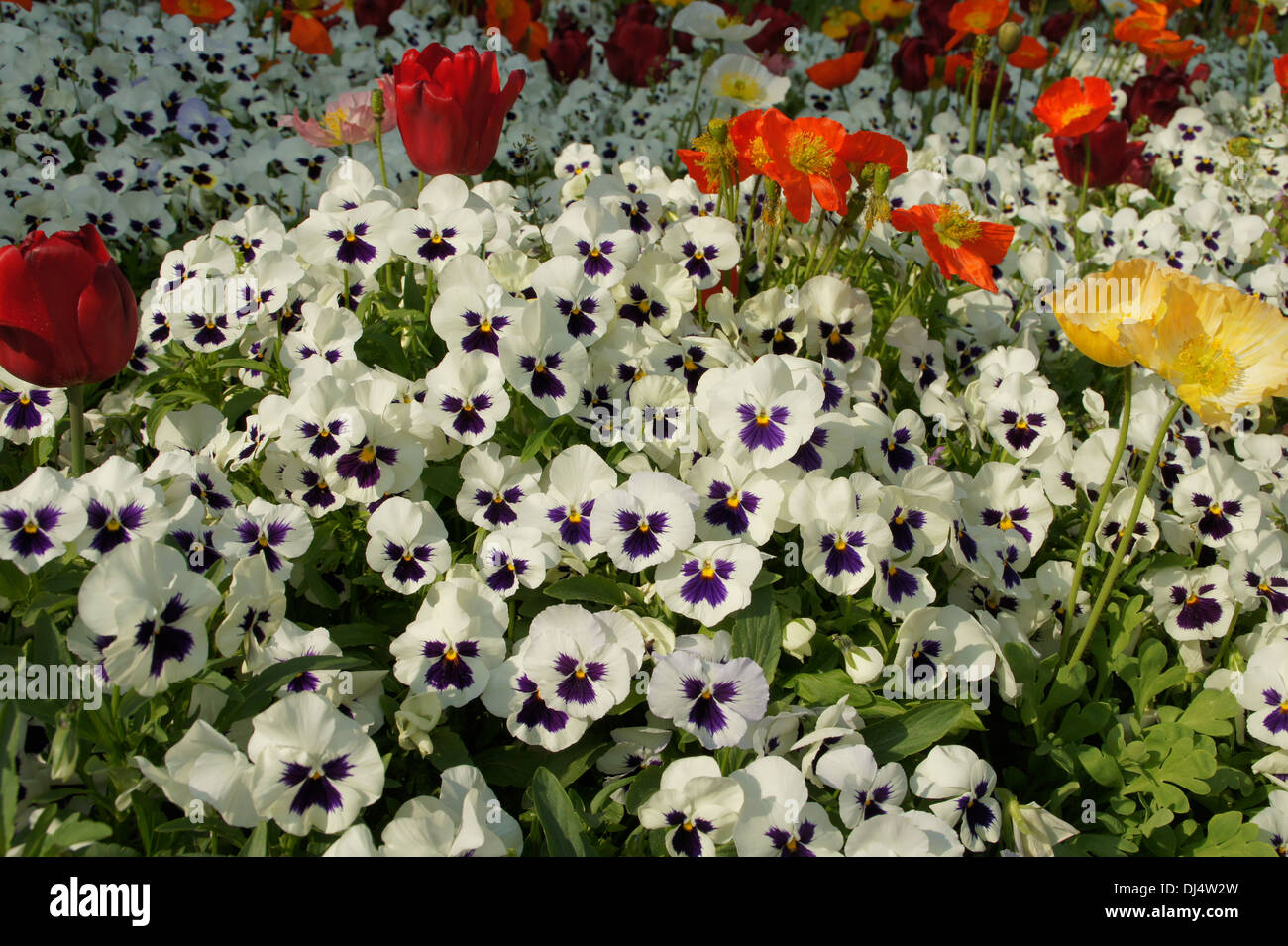 Pansy Stock Photo