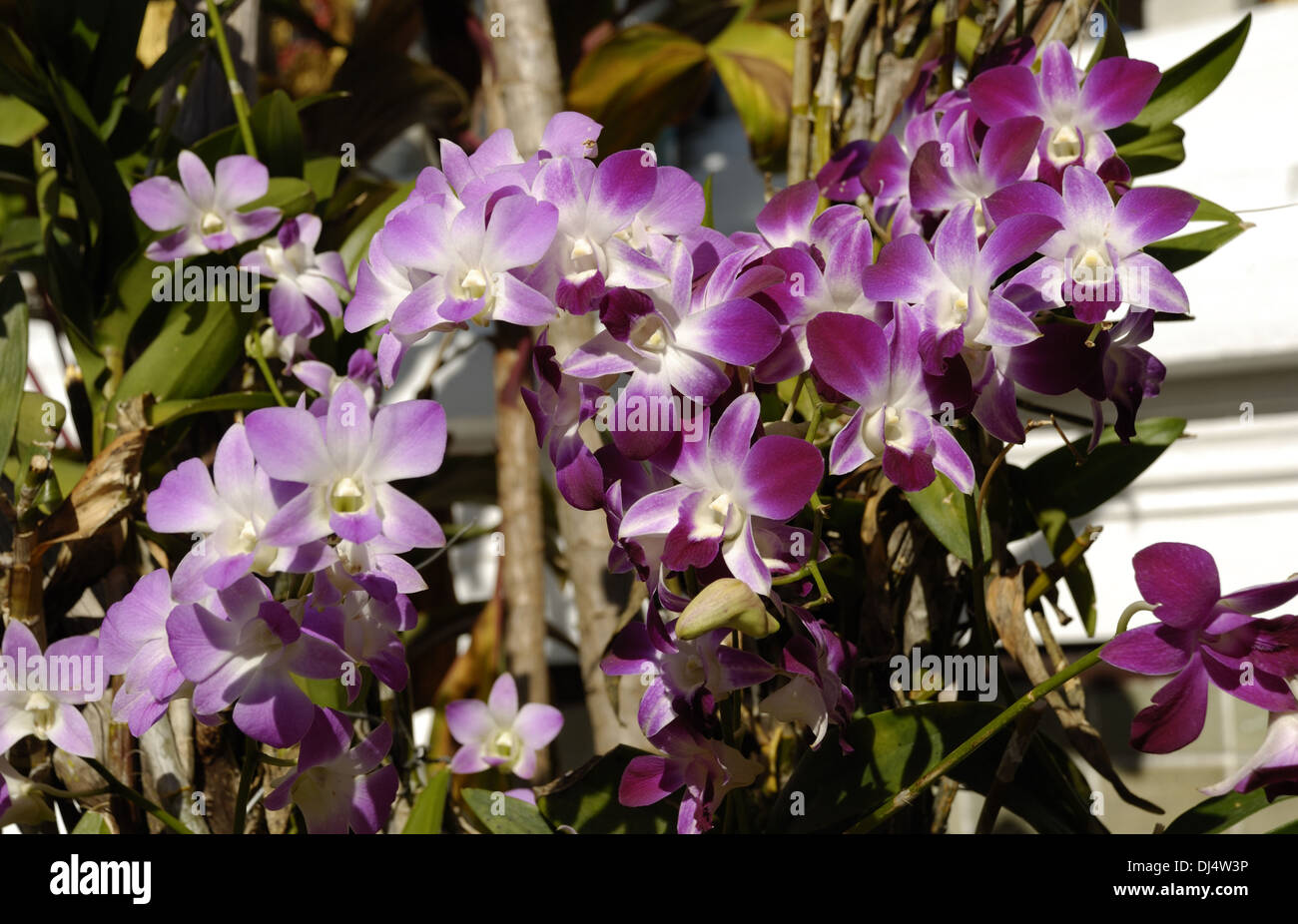 Dendrobium phalaenopsis hybrids Stock Photo