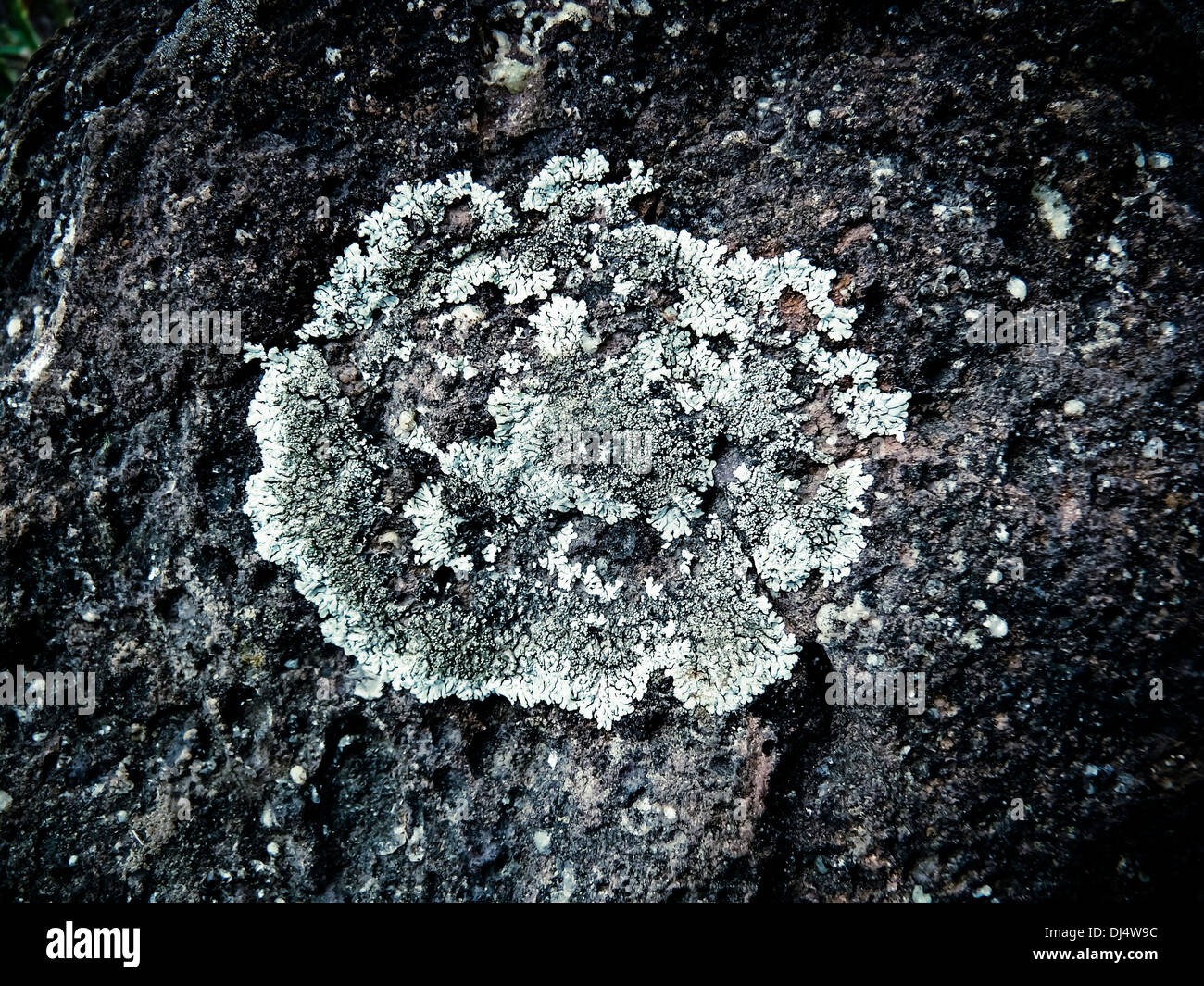 Foliose lichen squamulose (Parmelia pastillifera et Physcia aipolia) on basalt. Stock Photo