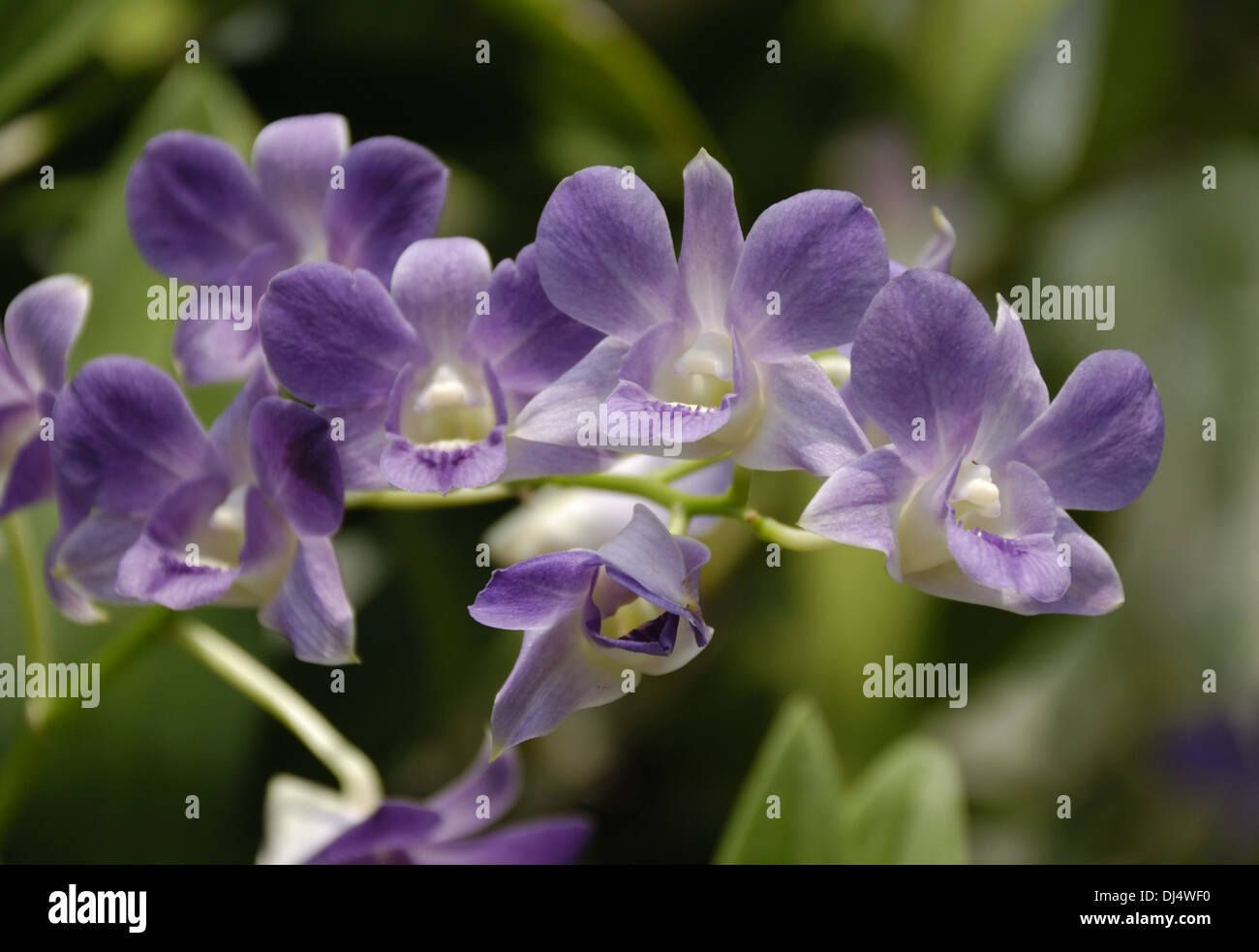 Dendrobium phalaenopsis hybrid Stock Photo