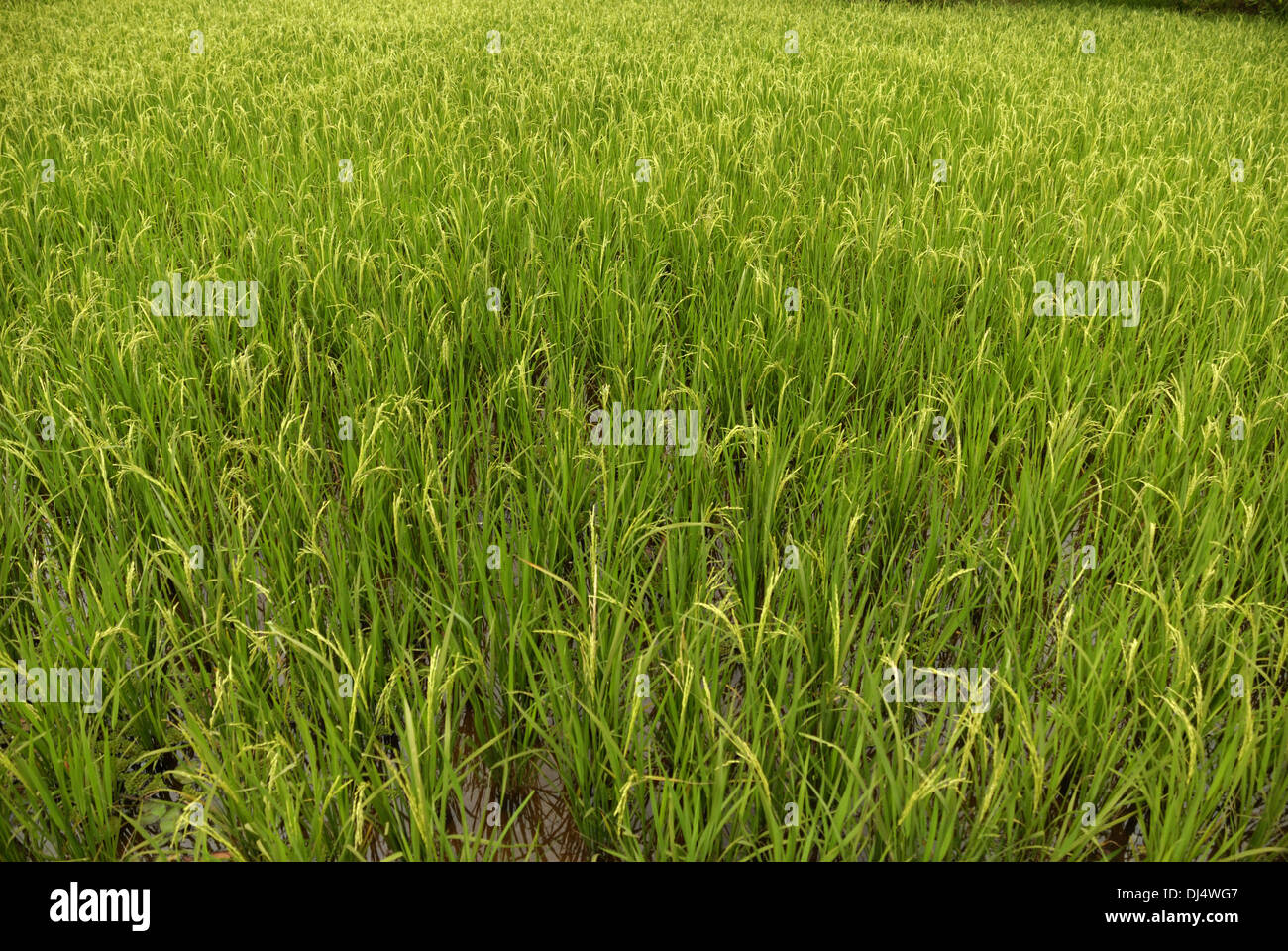 Ricefield in Cambodia Stock Photo