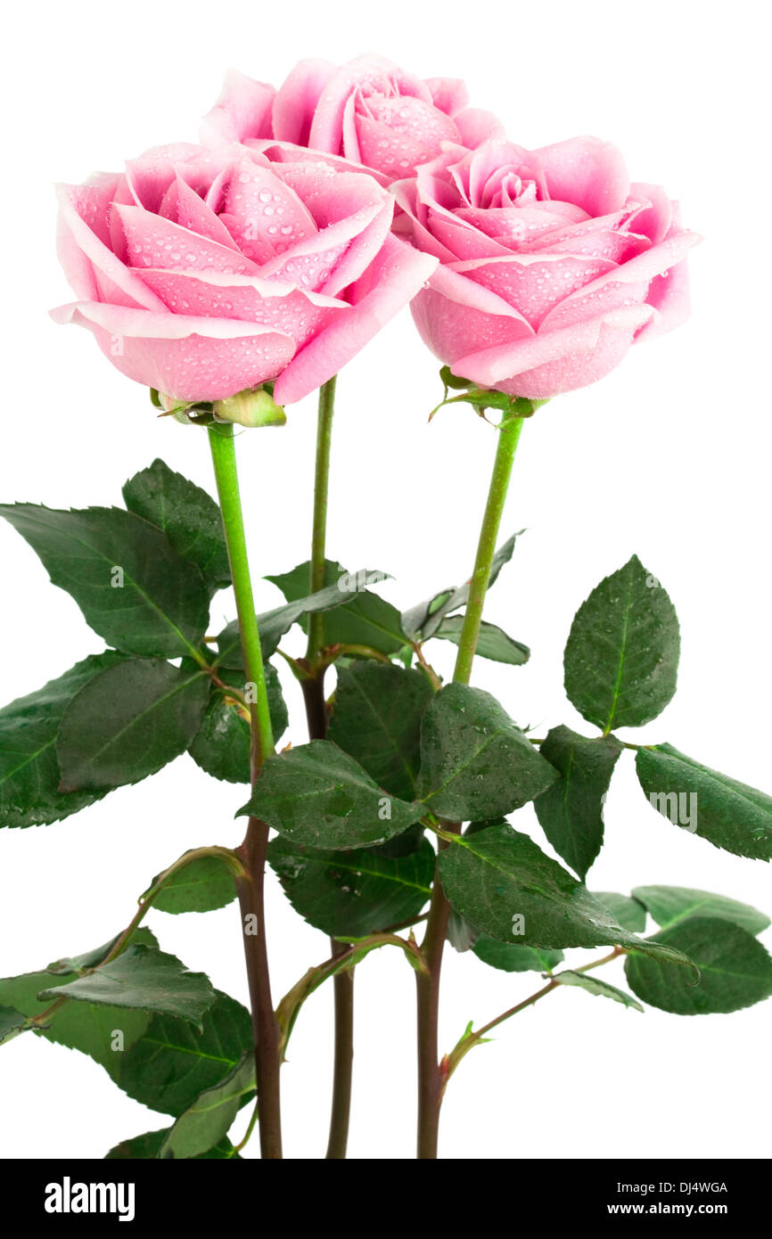 Dj Beautiful Roses Beautiful roses in water hi-res stock photography and images - Alamy