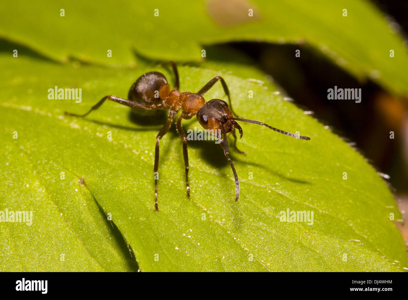 Red wood ant Stock Photo