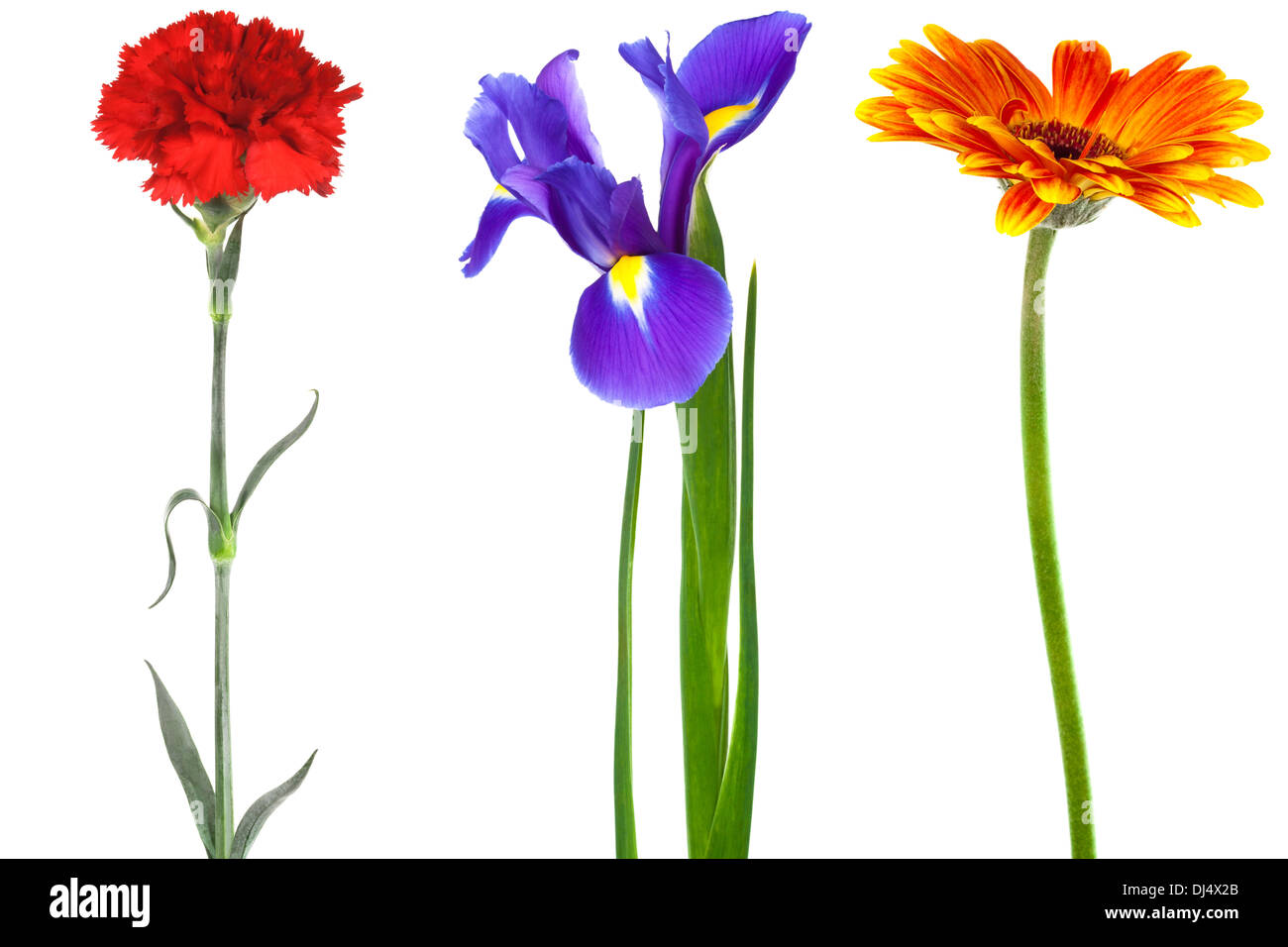 beauty flowers Stock Photo