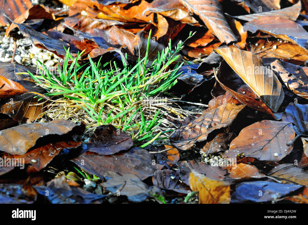 Wet leaves on the forest floor Stock Photo - Alamy