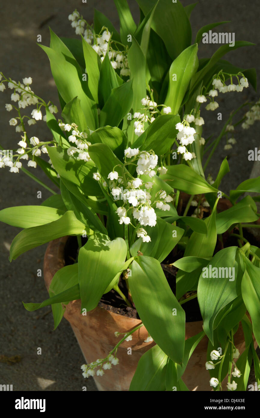 Lily of the valley flower hi-res stock photography and images - Alamy