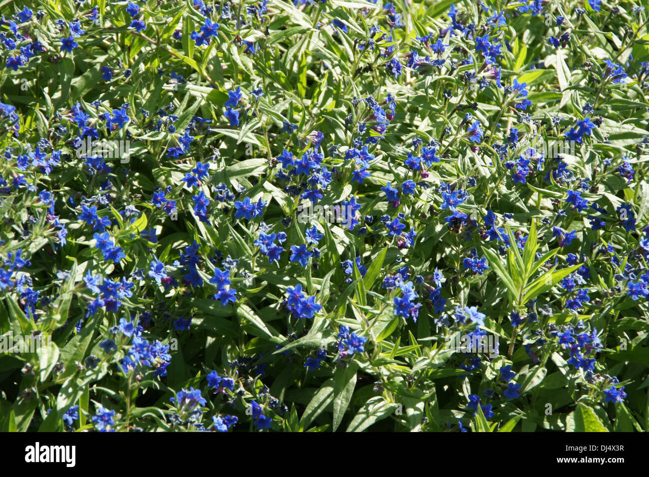 Purple Gromwell Stock Photo