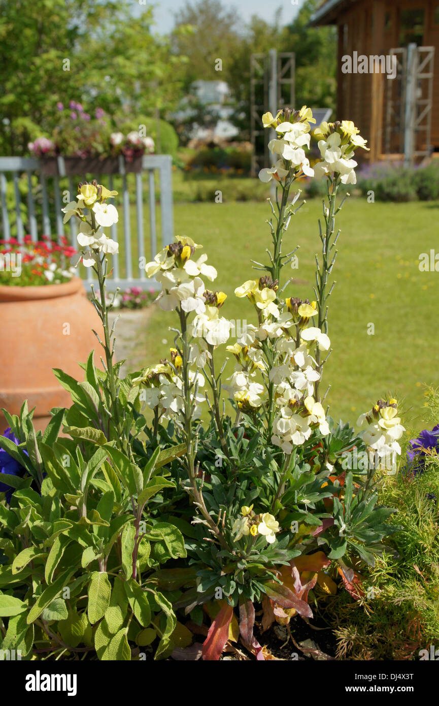 Wallflower Stock Photo Alamy