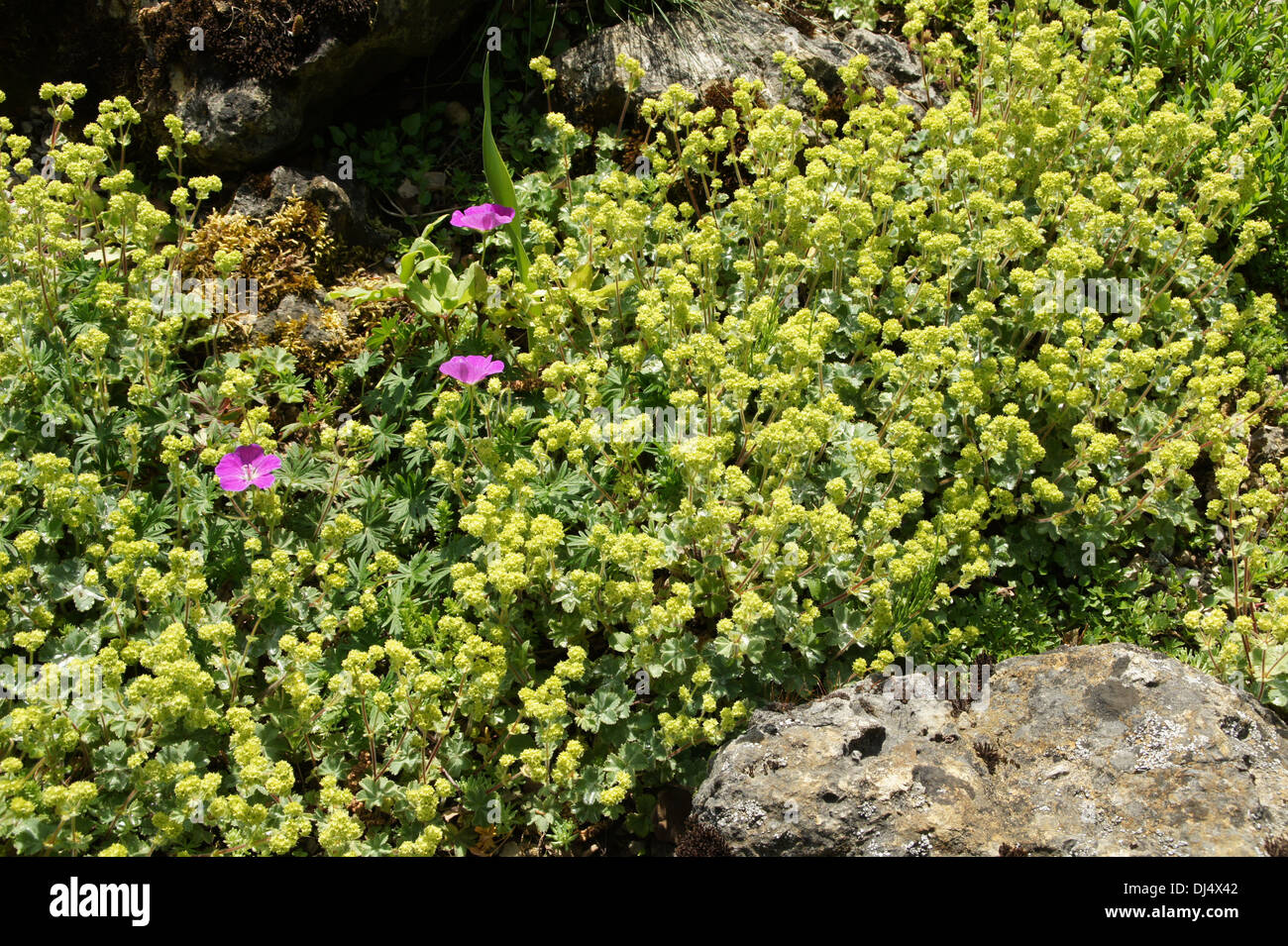 Ladies mantle flowers hi-res stock photography and images - Alamy