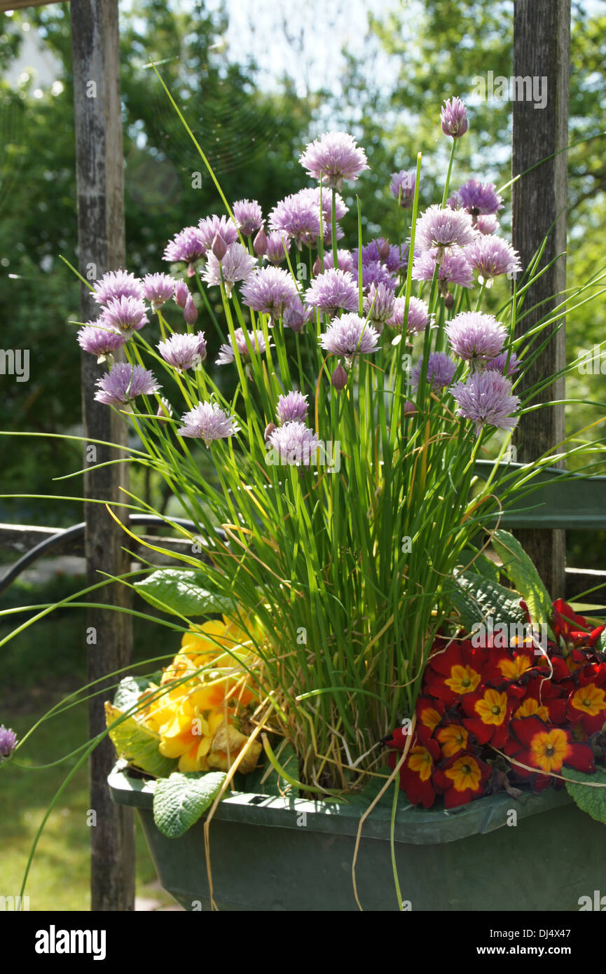 Chives Stock Photo