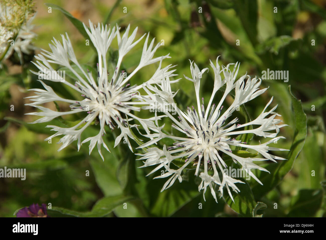 Centaurea montana Alba Stock Photo