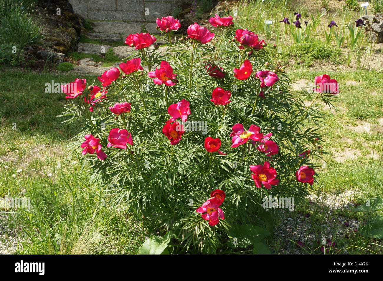 Peony Stock Photo