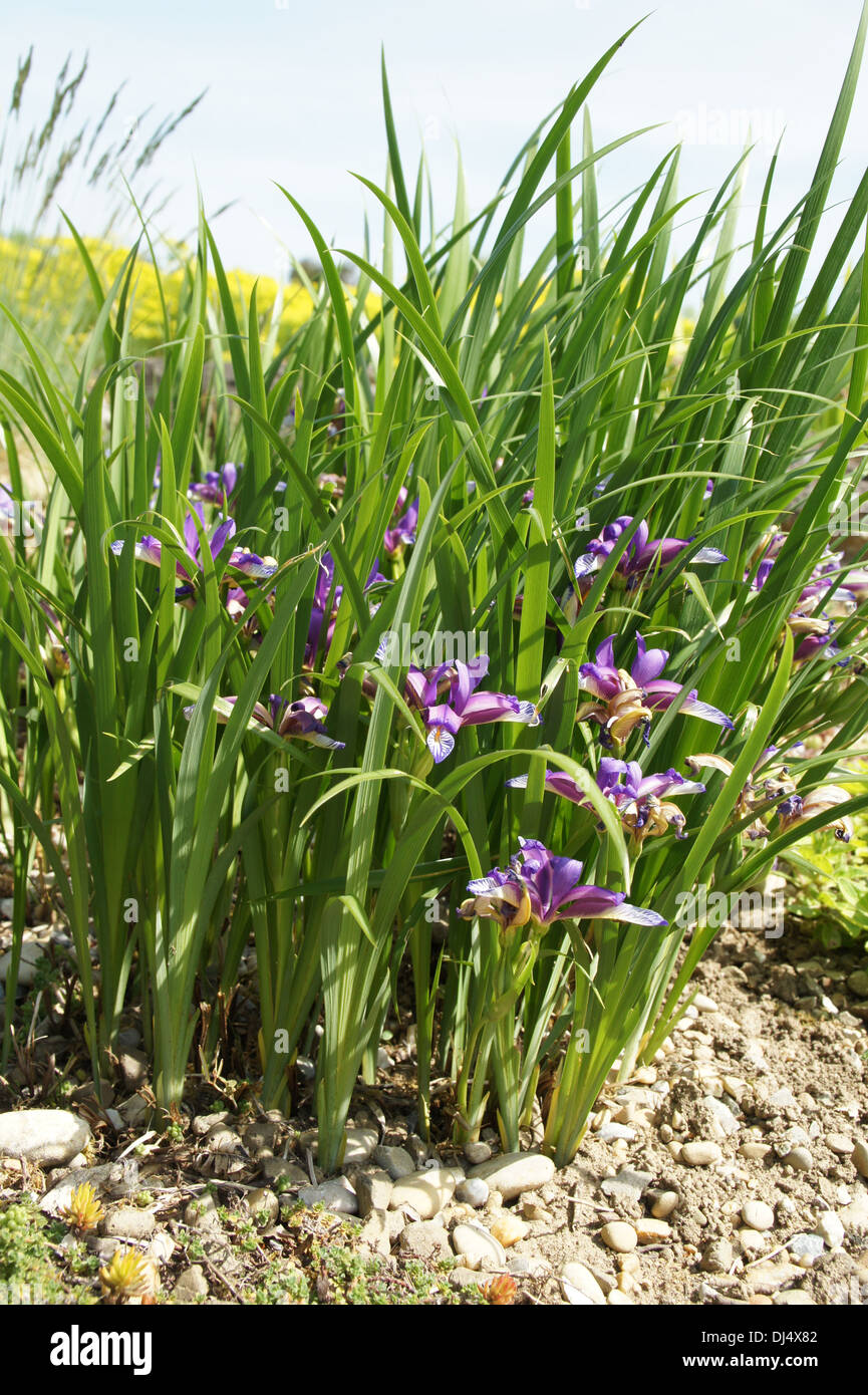 Iris graminea Stock Photo