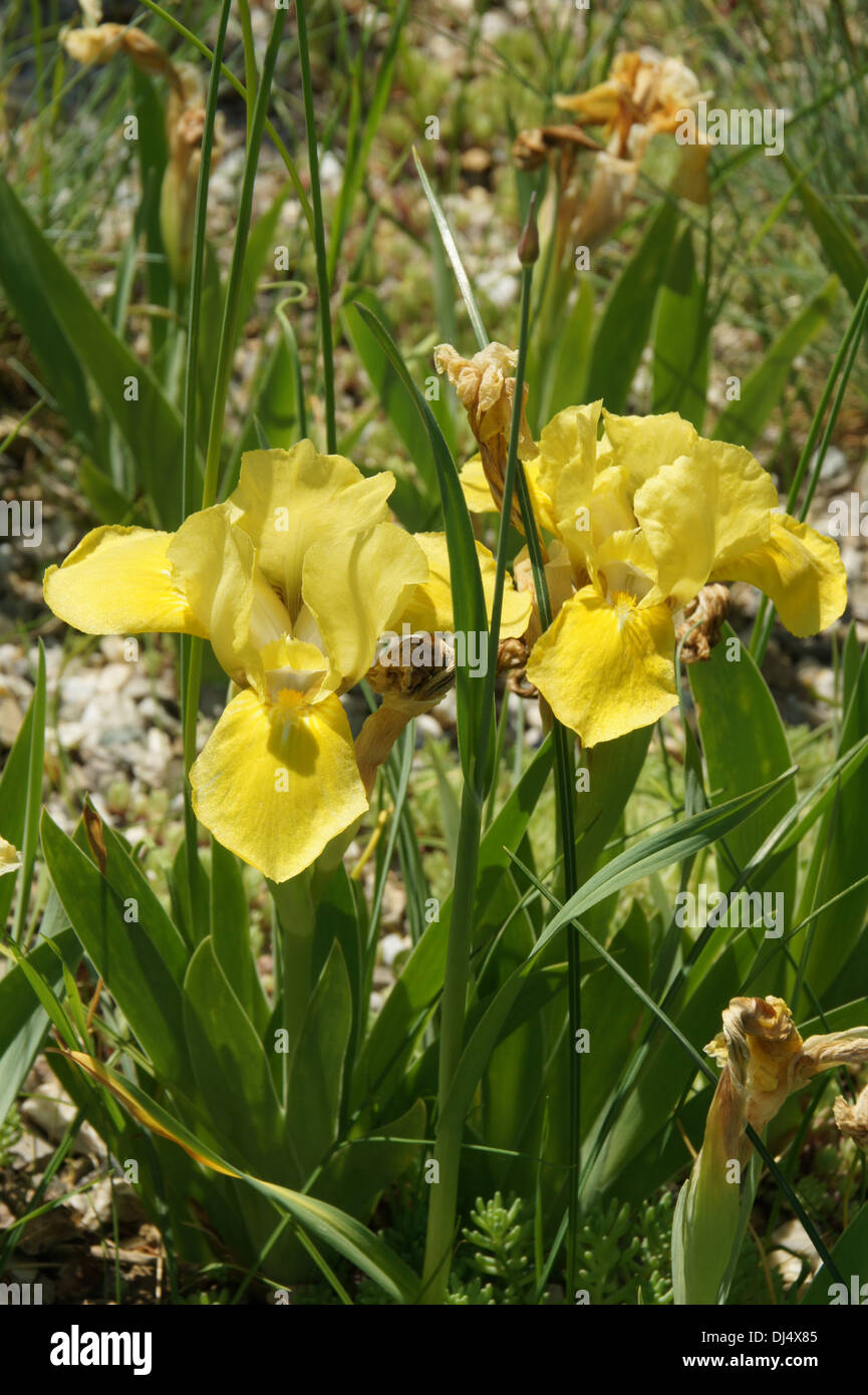 Dwarf Iris Stock Photo