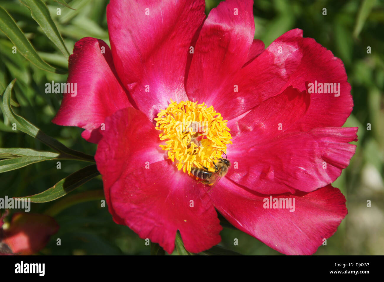 Peony Stock Photo