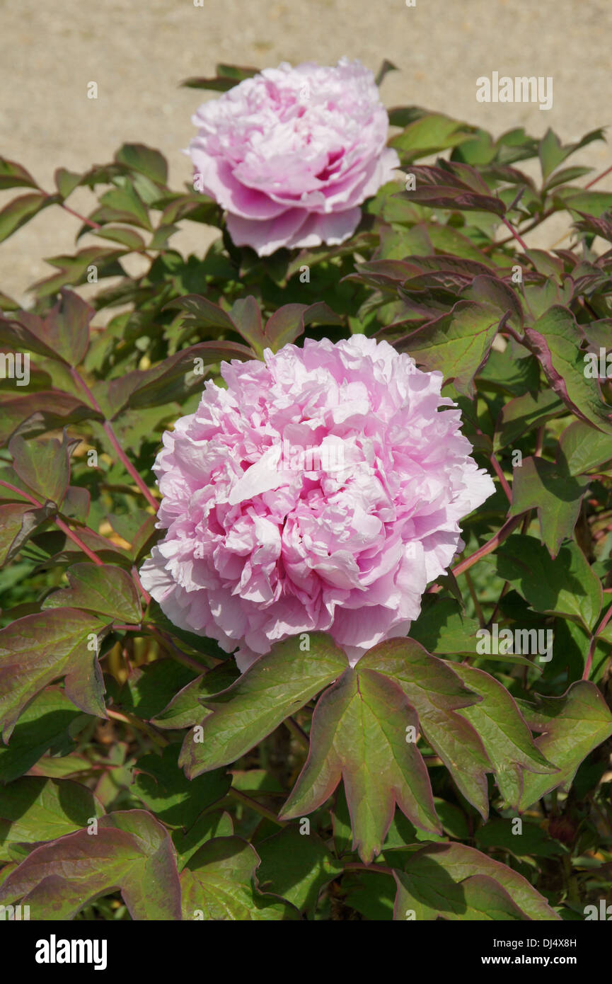 Shrub Peony Stock Photo