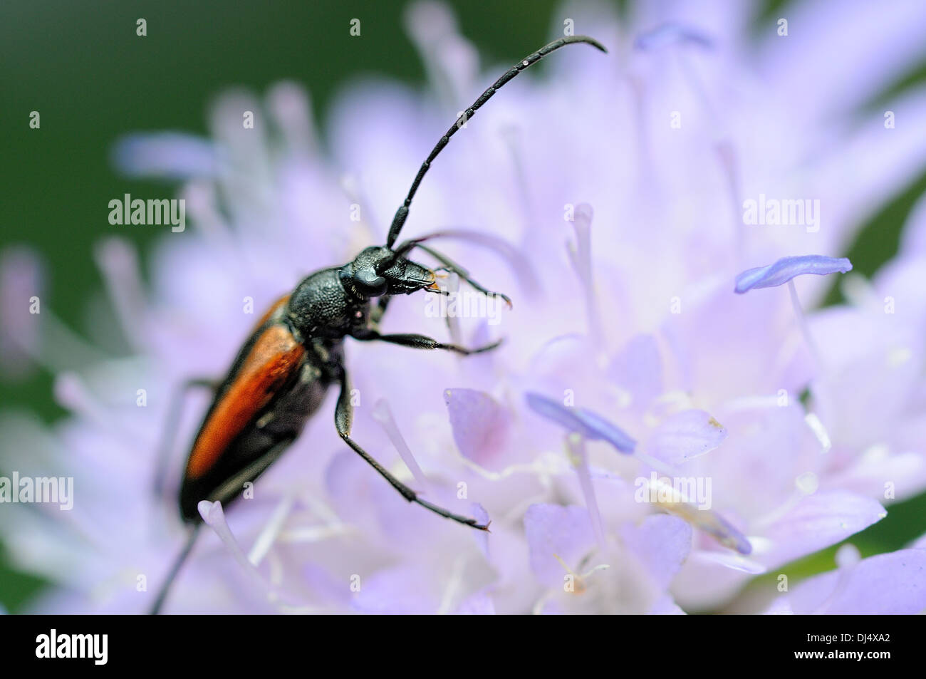 Red Longhorn Beetle Stictoleptura rubra Stock Photo