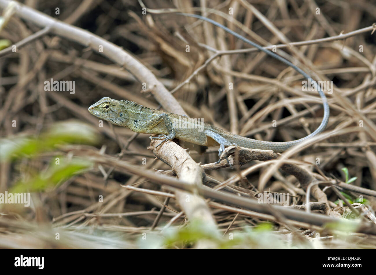 Changable lizard, Female Stock Photo