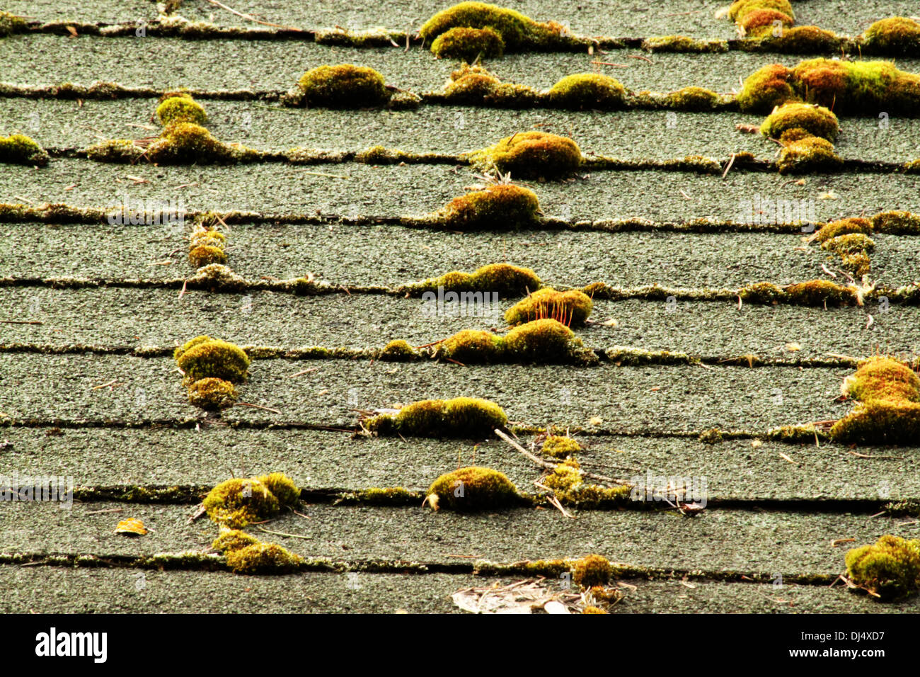 Shingles with moss hires stock photography and images Alamy