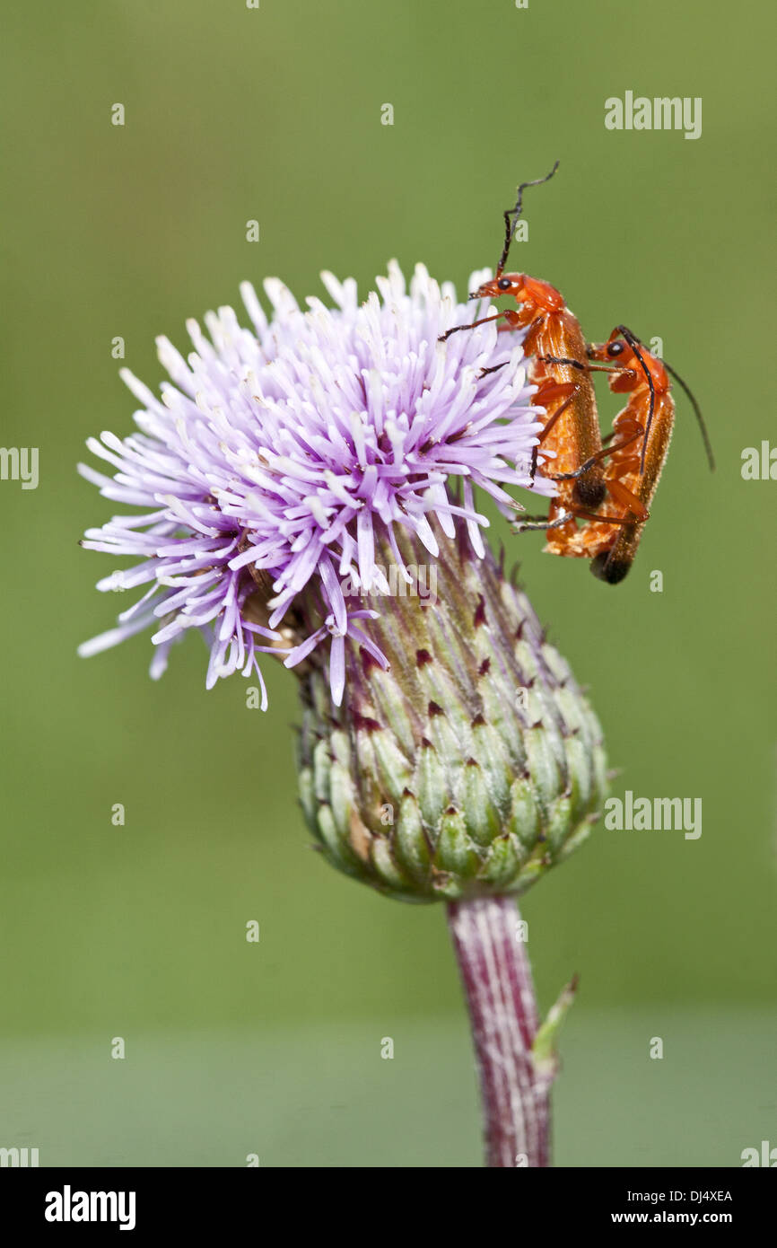 Common red soldier beetle, Rhagonycha fulva Stock Photo Alamy