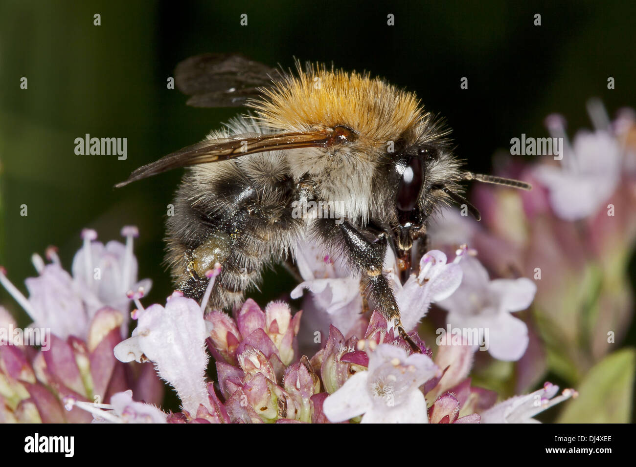 Common carder-bee, Bombus pascuorum Stock Photo