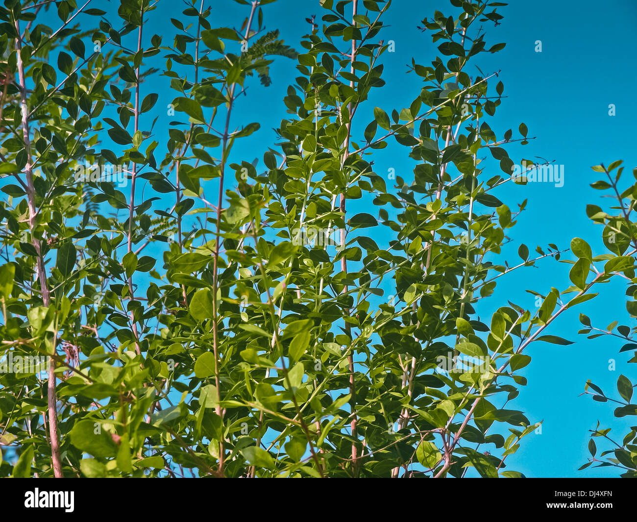 Henna Lawsonia inermis plant Stock Photo