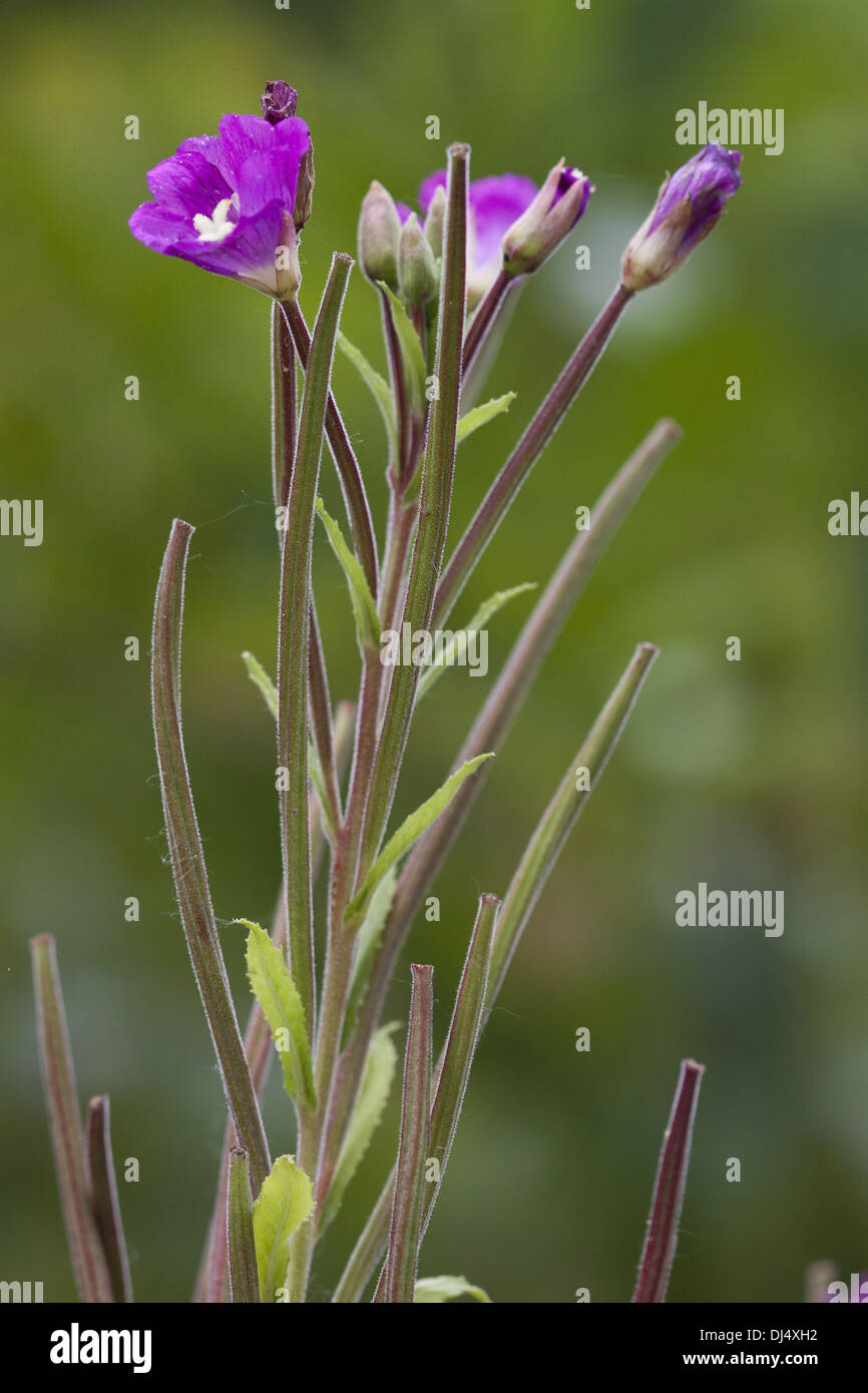 Hairy Willowherb, Epilobium parviflora Stock Photo