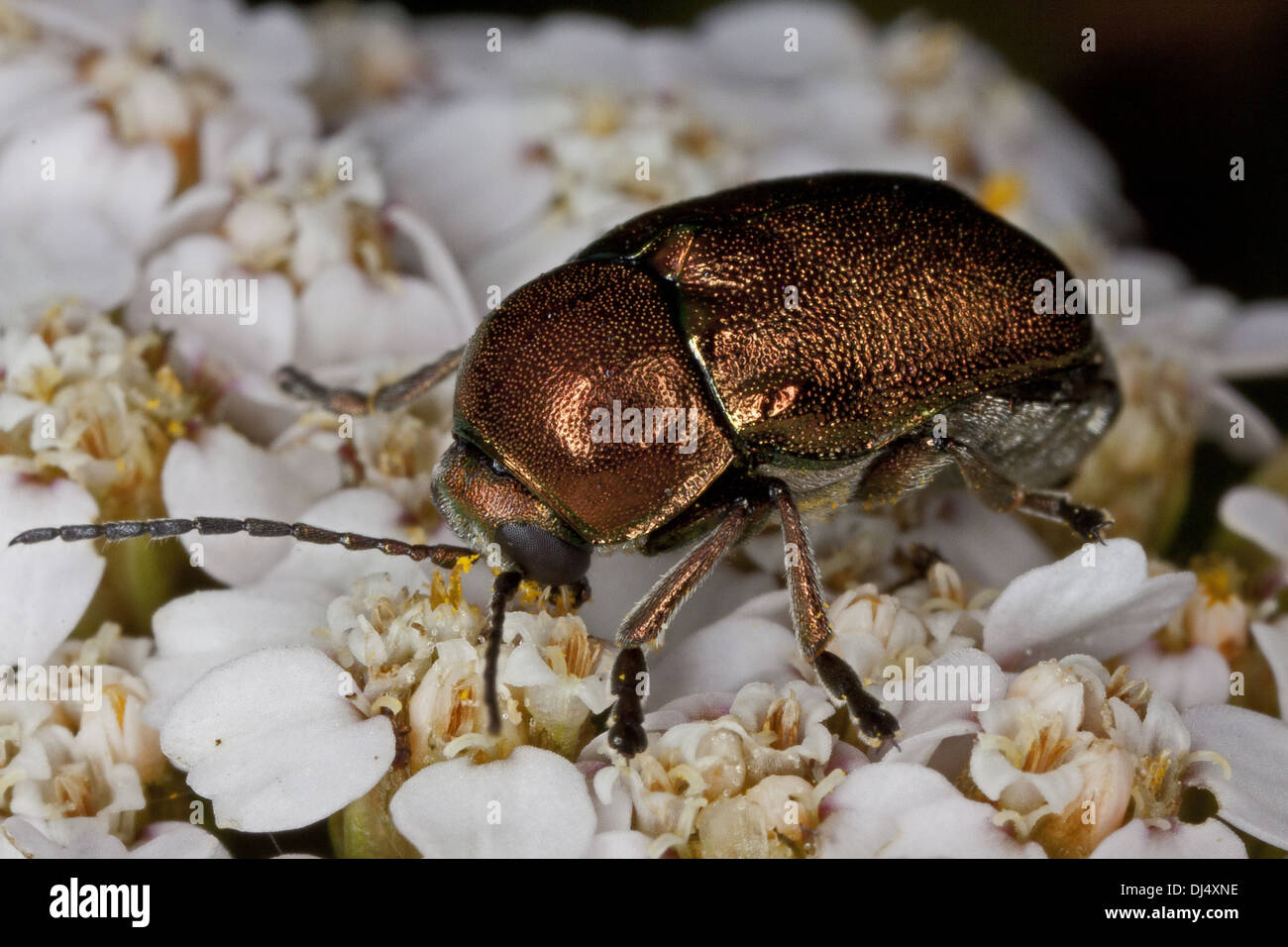 Cryptocephalus aureolus, Chrysomelid beetle Stock Photo
