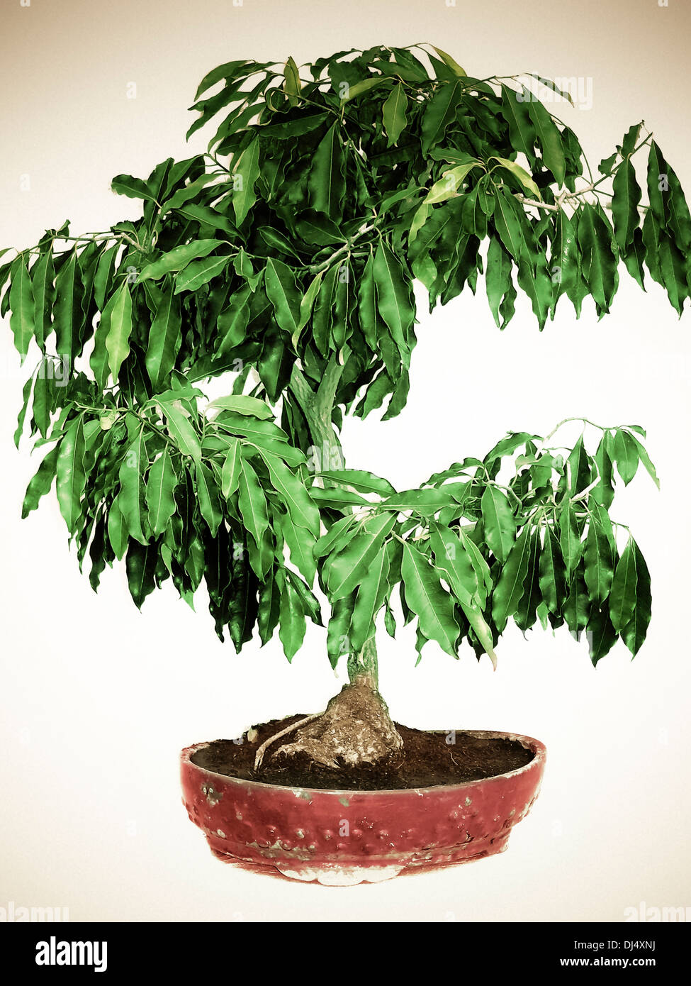 Polyalthia longifolia Sonn, Bonsai Tree, Empress garden, Pune, Maharashtra, India Stock Photo