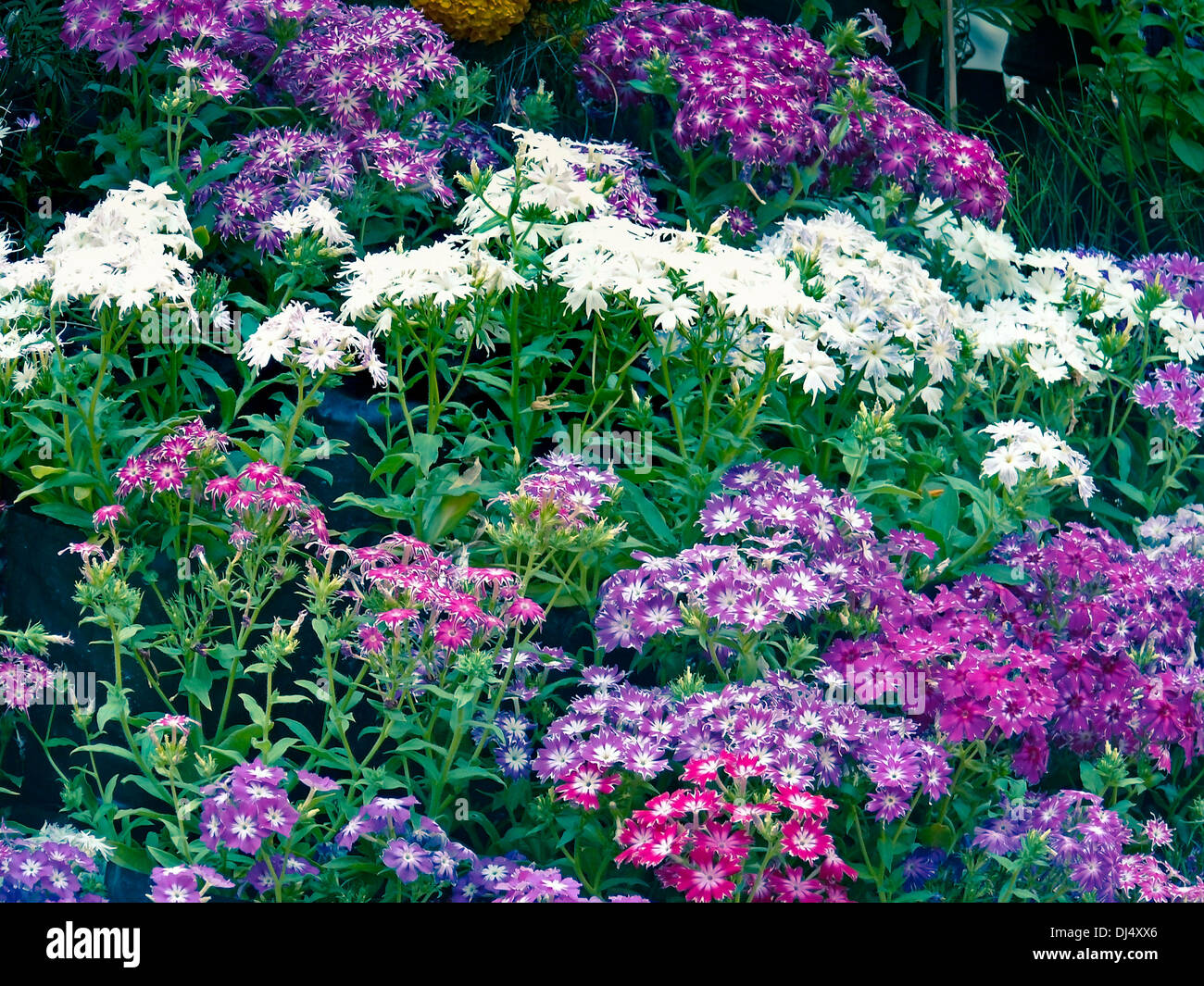 Dianthus flowers. Empress garden, pune, Maharasthra, India Stock Photo