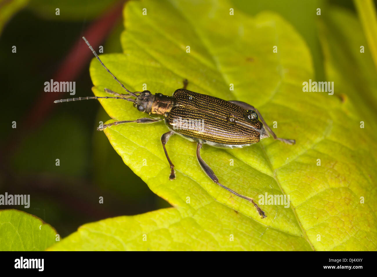 Donacia simplex, Chrysomelid beetle Stock Photo