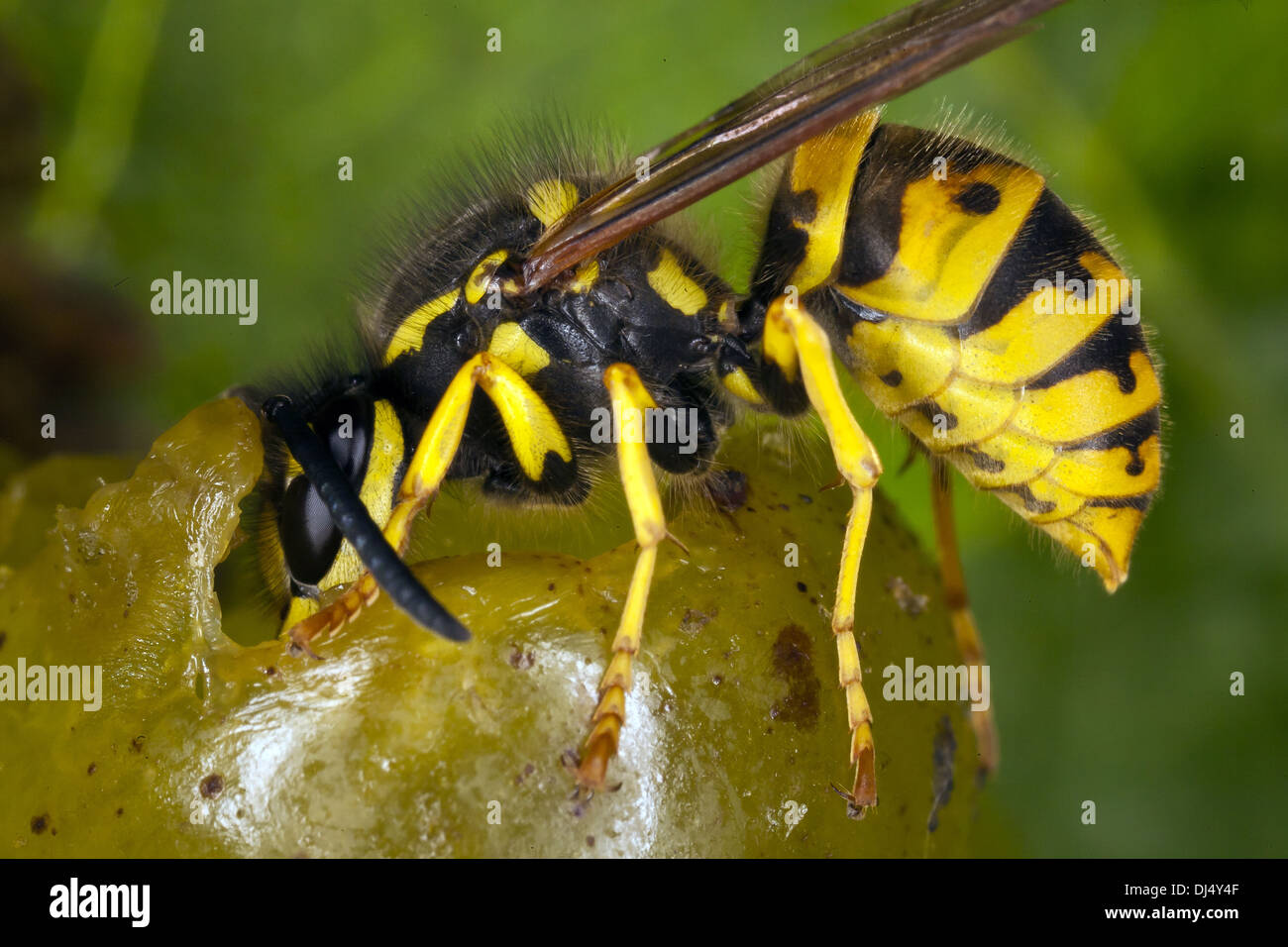 Vespula vulgaris, Common Wasp Stock Photo