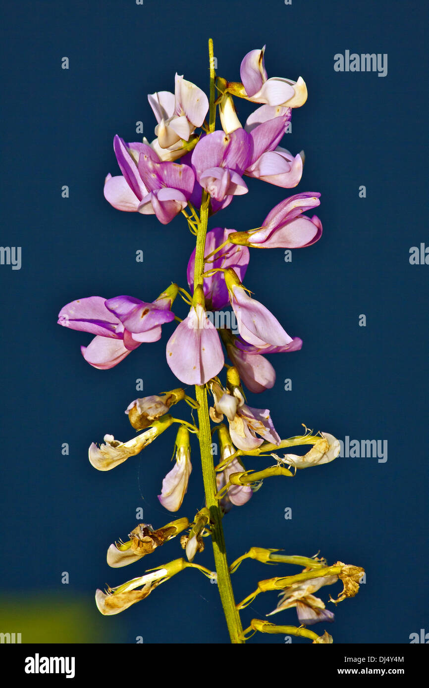 Purple Crown Vetch, Coronilla varia Stock Photo - Alamy