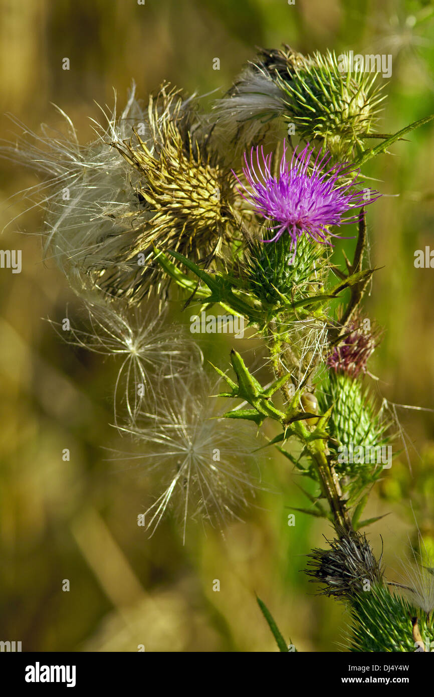 Carduus crispus, Welted Thistle Stock Photo