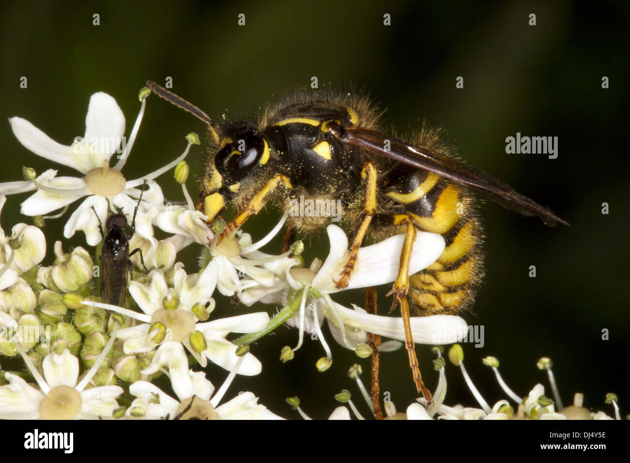 Dolichovespula norvegica, Norwegian Wasp Stock Photo