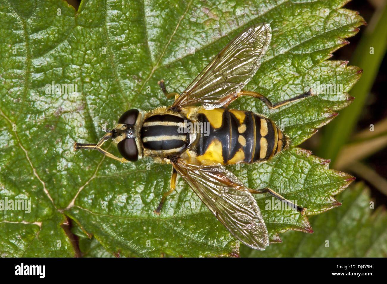 Helophilus pendulus, Hover fly Stock Photo