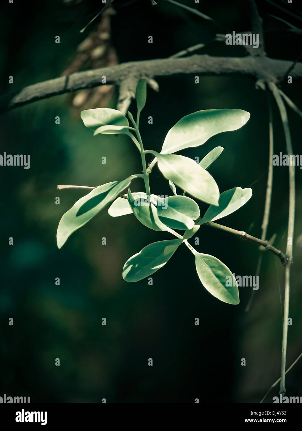 Sandalwood, Authority L., Sirium myrtifolium Roxb, Santalum album Stock Photo