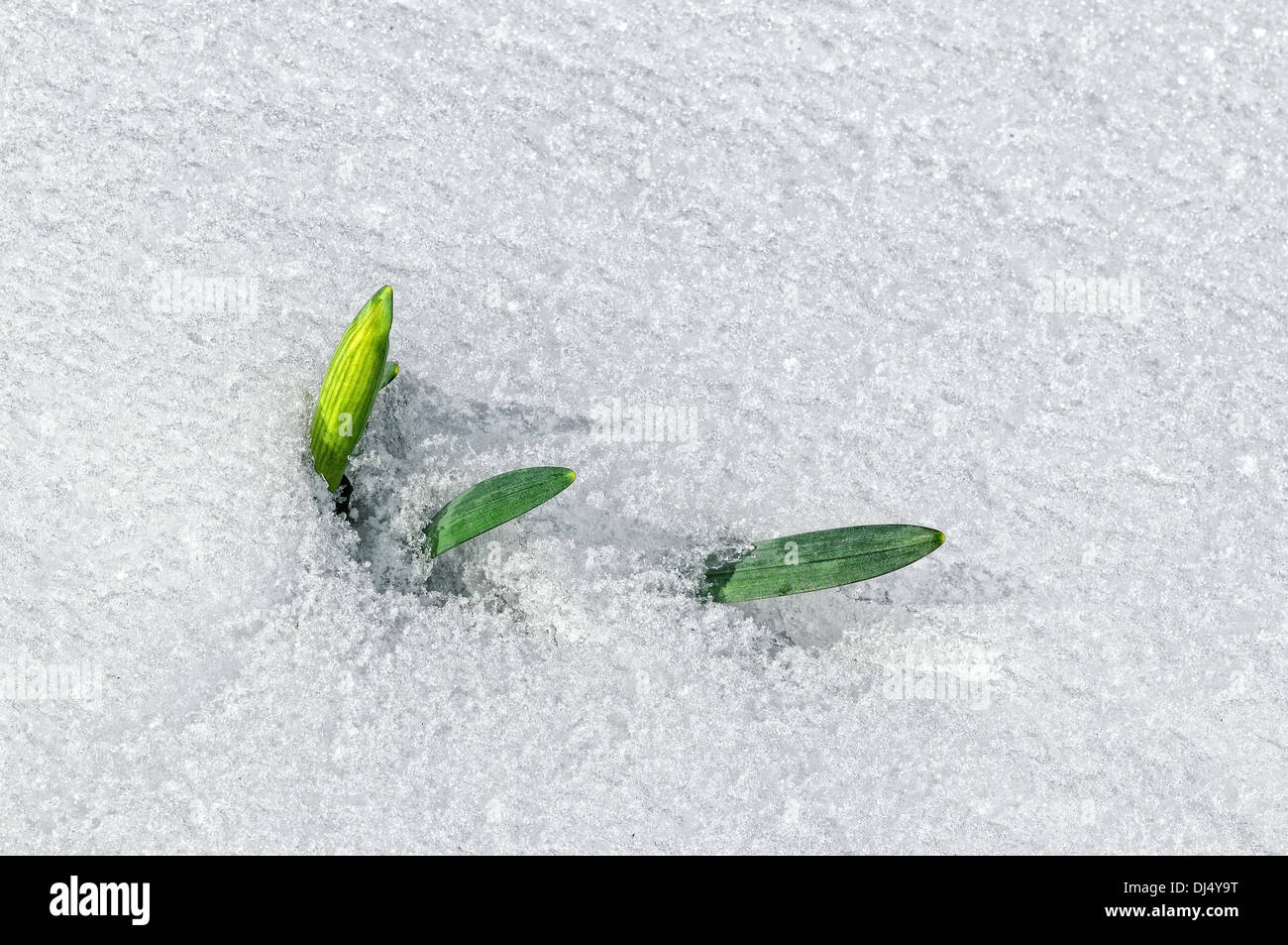 Spring flowers nature comes hi res stock photography and images Alamy Spring flowers nature comes hi res stock photography and images Alamy