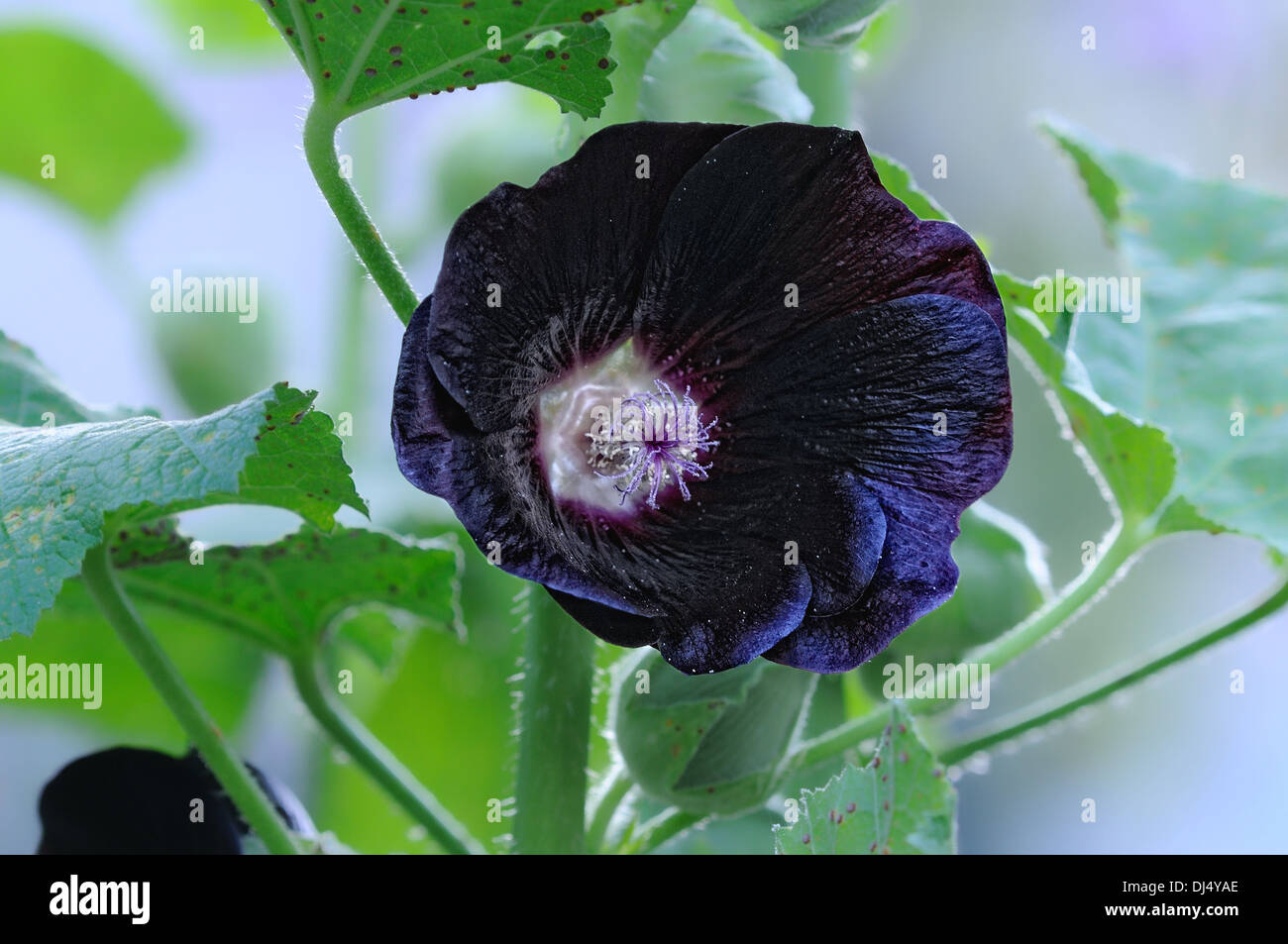 Alcea rosea ssp. nigra-Black hollyhock Stock Photo