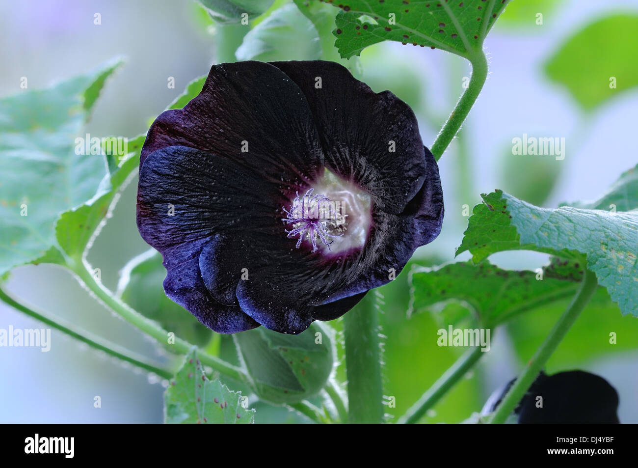 Alcea rosea ssp. nigra-Black hollyhock Stock Photo