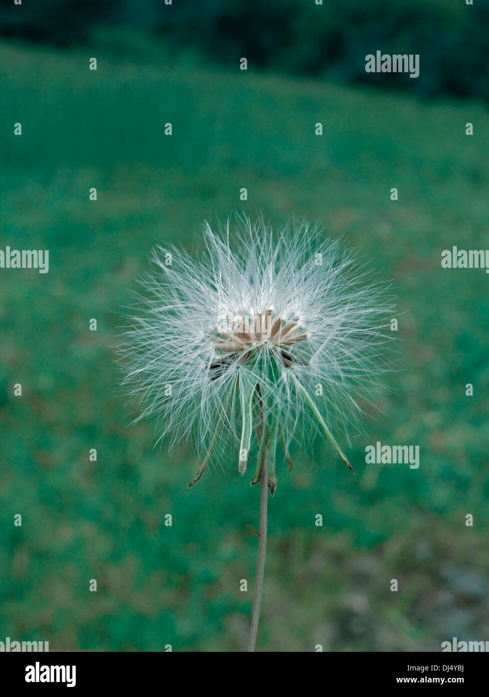 Goat's beard, Tragopogon spp., T. porrifolius Stock Photo