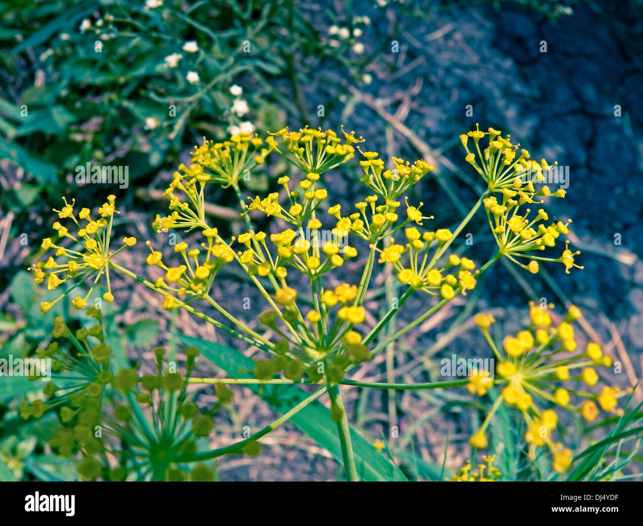 Dill, Suwa, Shepu herb in bloom Stock Photo Alamy