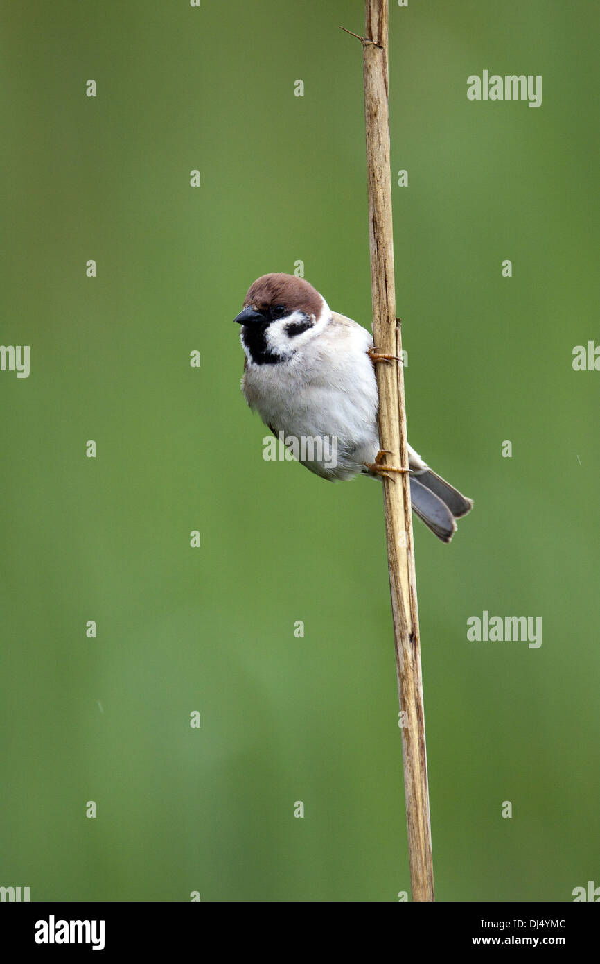 Tree Sparrow Stock Photo