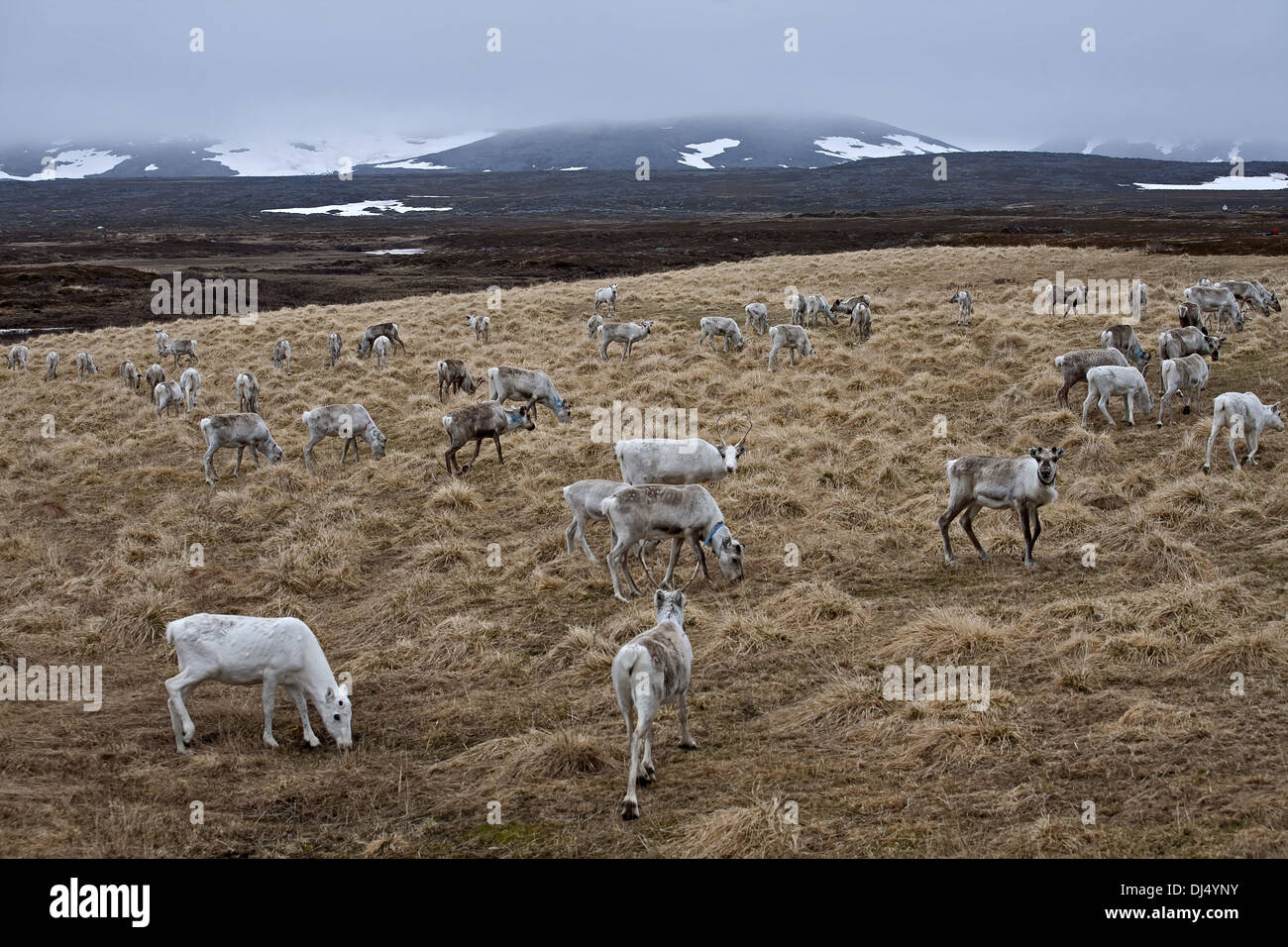 Reindeers in Northern Norway, Varanger Stock Photo
